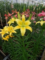 [5004 Summer Breeze No02.JPG]